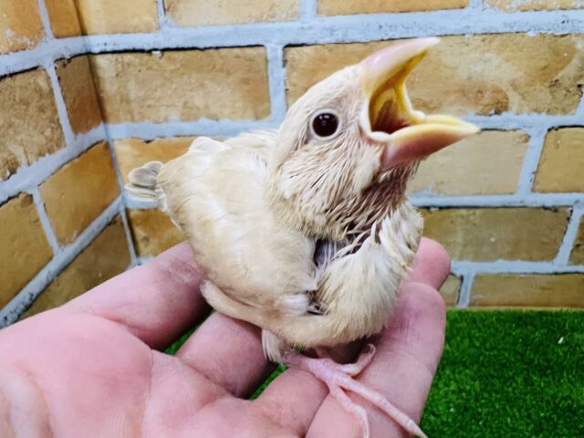 シナモン文鳥