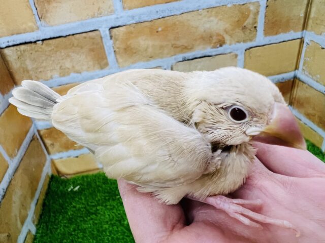 シナモン文鳥