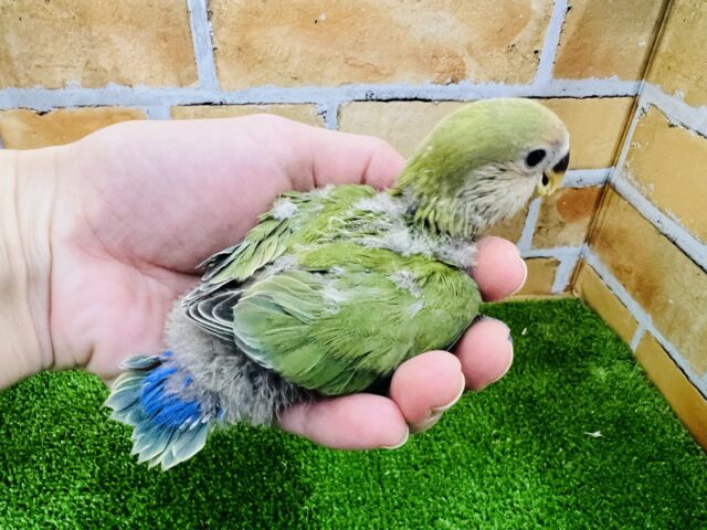 コザクラインコ（小桜インコ）