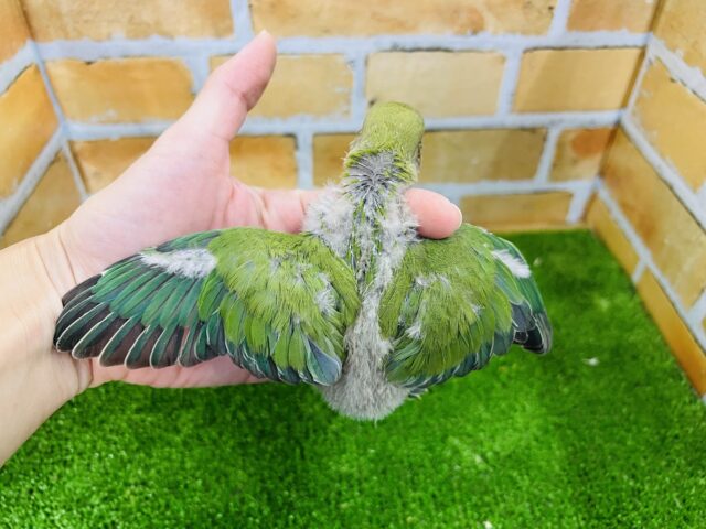 コザクラインコ（小桜インコ）