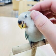 【最新動画更新🪄】てちてち歩くよ⭐︎コザクラインコ（ブルーチェリー）ヒ