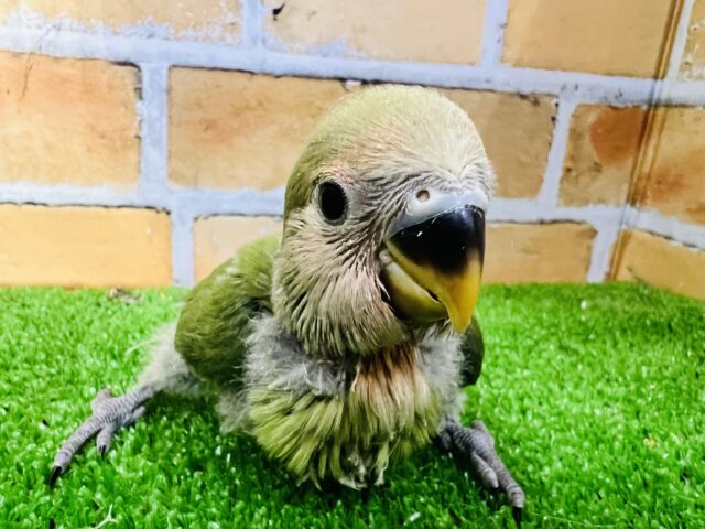 コザクラインコ（小桜インコ）