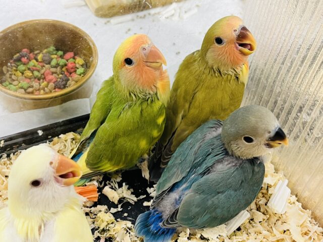 コザクラインコ（小桜インコ）