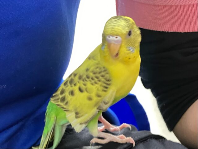 セキセイインコ