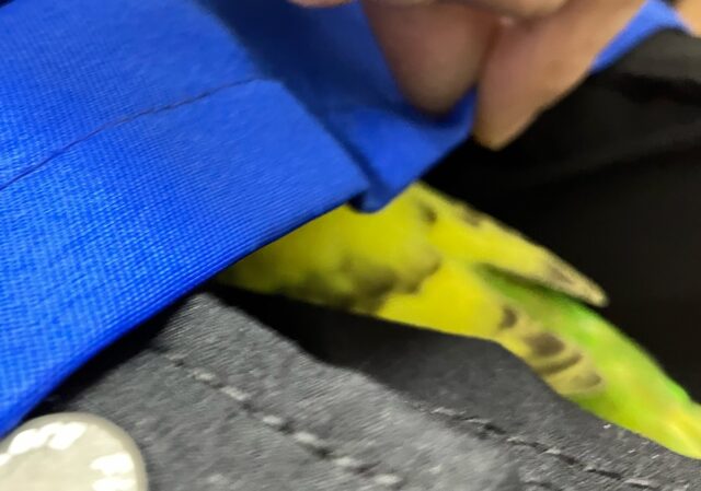 セキセイインコ