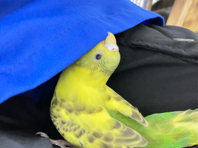 セキセイインコ