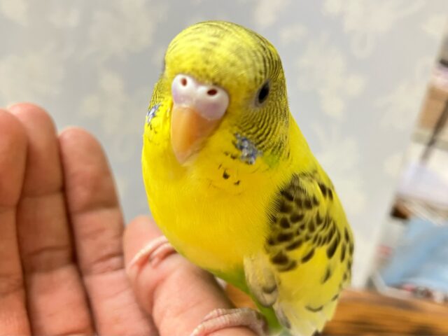 王道👑黄色ちゃん💛遊ぶのスキかも〜(*´˘`*)♡セキセイインコ(イエローハルクイン2027年7月生まれ)