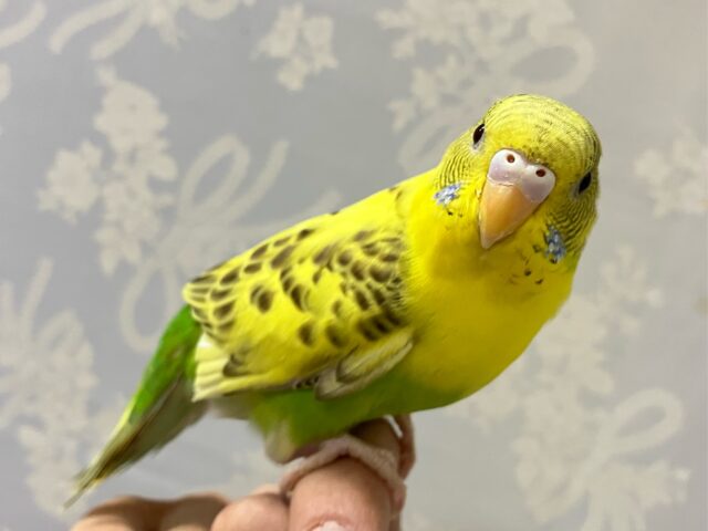 セキセイインコ