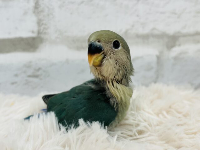 コザクラインコ（小桜インコ）