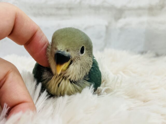 コザクラインコ（小桜インコ）