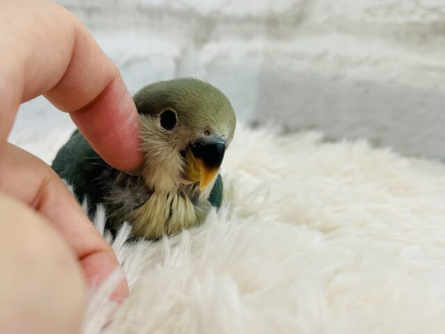 コザクラインコ（小桜インコ）