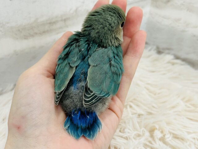 コザクラインコ（小桜インコ）