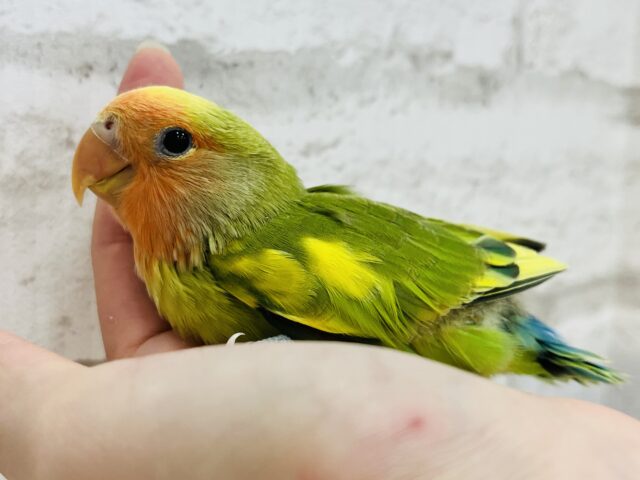 コザクラインコ（小桜インコ）