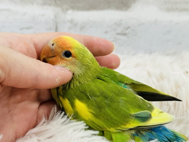 コザクラインコ（小桜インコ）