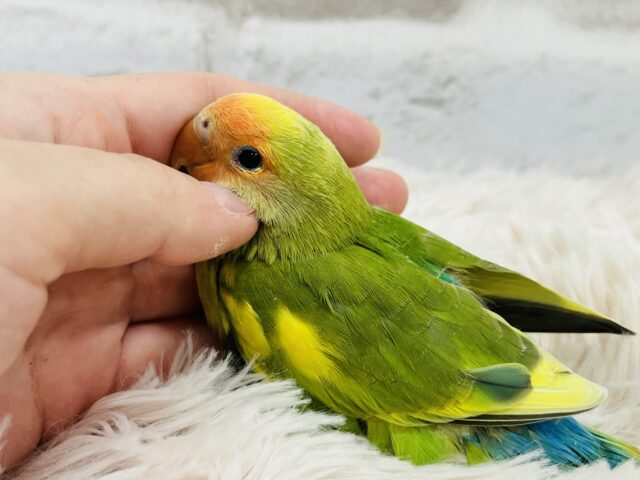 コザクラインコ（小桜インコ）