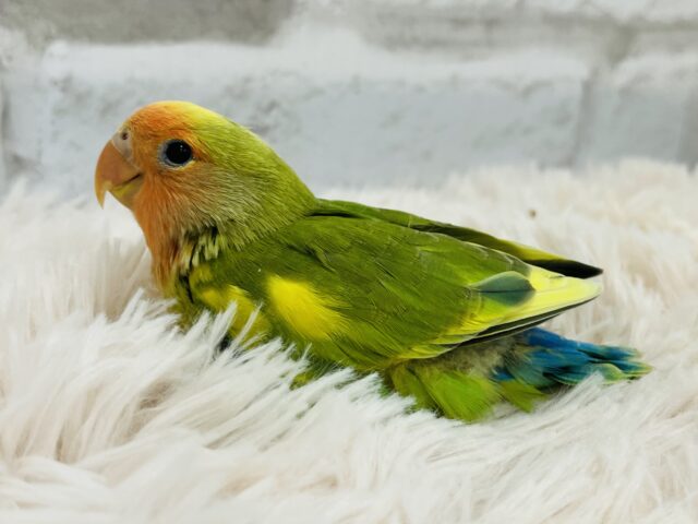 コザクラインコ（小桜インコ）