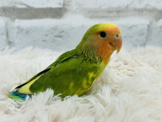 コザクラインコ（小桜インコ）