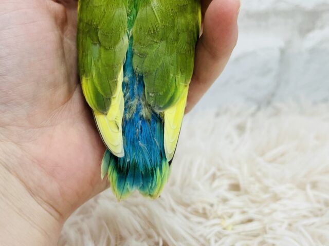 コザクラインコ（小桜インコ）