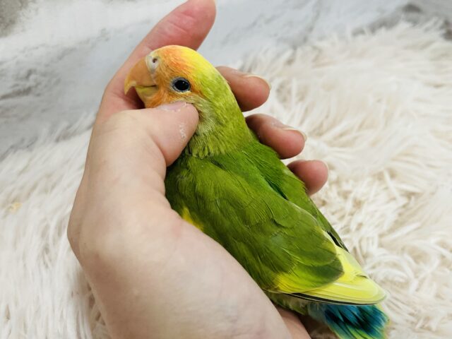 コザクラインコ（小桜インコ）