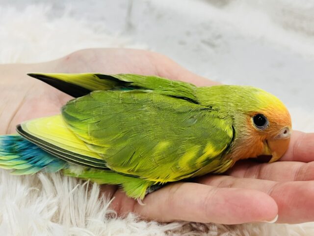 コザクラインコ（小桜インコ）