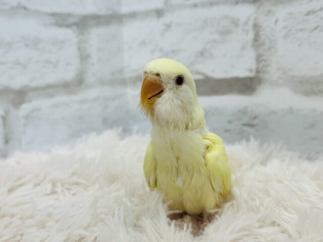 コザクラインコ（小桜インコ）