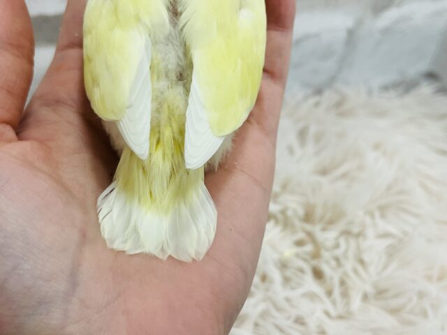 コザクラインコ（小桜インコ）