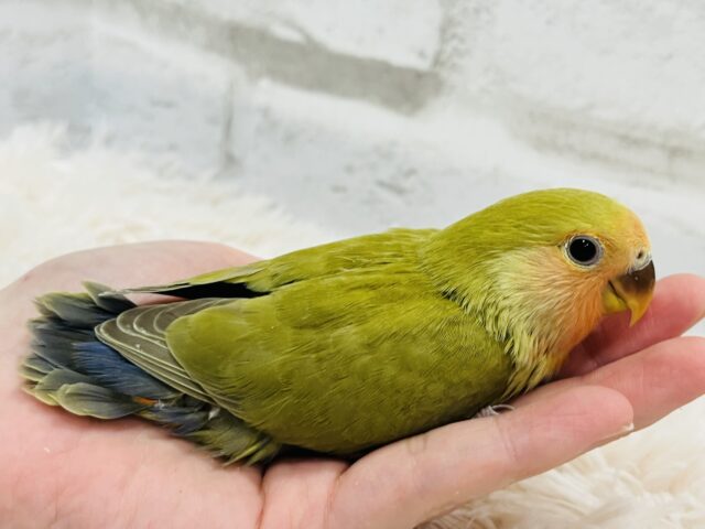 コザクラインコ（小桜インコ）