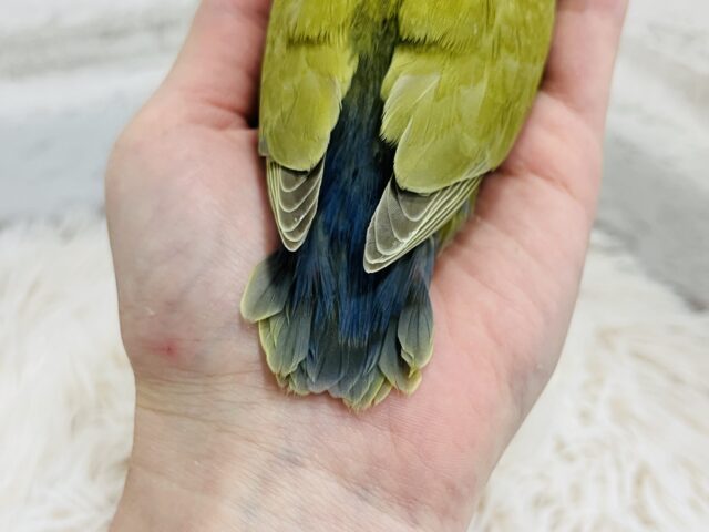 コザクラインコ（小桜インコ）