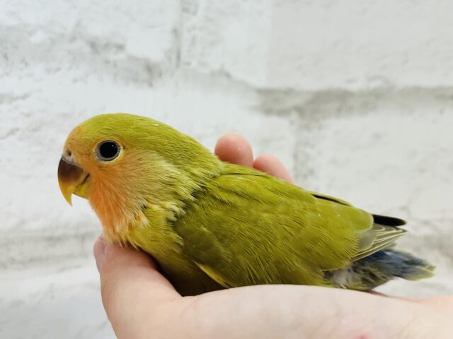 コザクラインコ（小桜インコ）