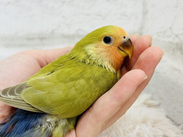 コザクラインコ（小桜インコ）