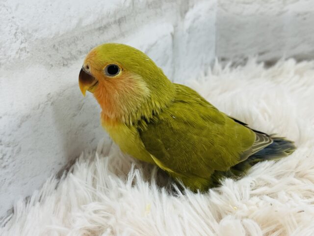 コザクラインコ（小桜インコ）