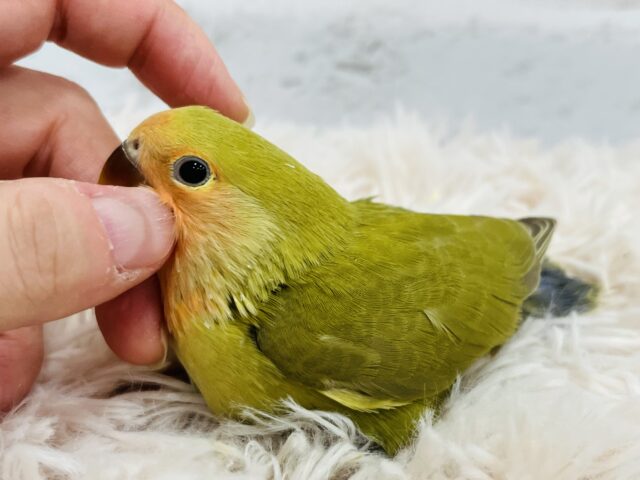 コザクラインコ（小桜インコ）