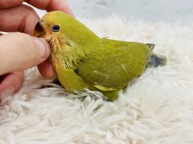 コザクラインコ（小桜インコ）