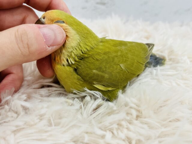 コザクラインコ（小桜インコ）