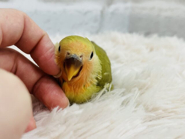 コザクラインコ（小桜インコ）