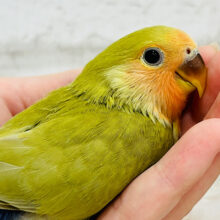 【最新画像更新🪄】ビビビっと🫶🏻お抹茶で一息つきましょう🍵コザクラインコ(シナモン) ヒナ