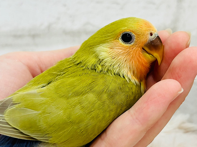 【最新画像更新🪄】ビビビっと🫶🏻お抹茶で一息つきましょう🍵コザクラインコ(シナモン) ヒナ