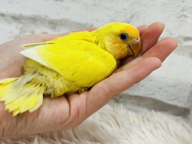 コザクラインコ（小桜インコ）