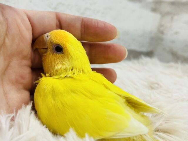 コザクラインコ（小桜インコ）