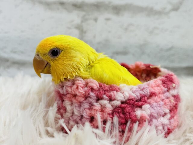 コザクラインコ（小桜インコ）