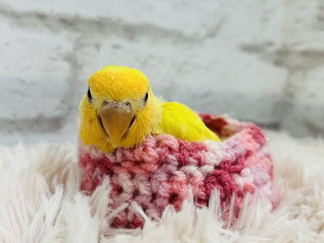 コザクラインコ（小桜インコ）