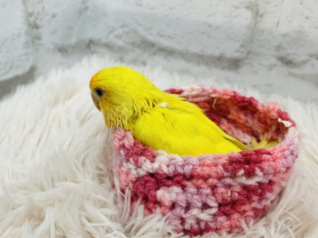 コザクラインコ（小桜インコ）