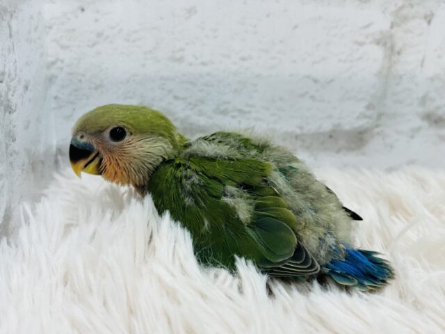 コザクラインコ（小桜インコ）