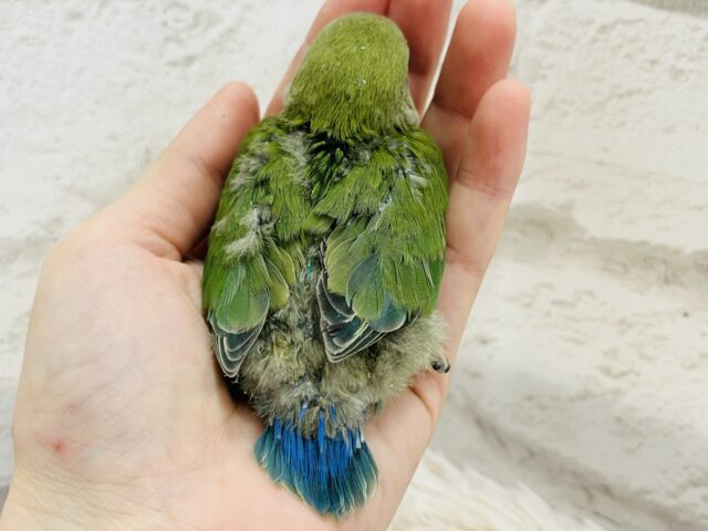 コザクラインコ（小桜インコ）