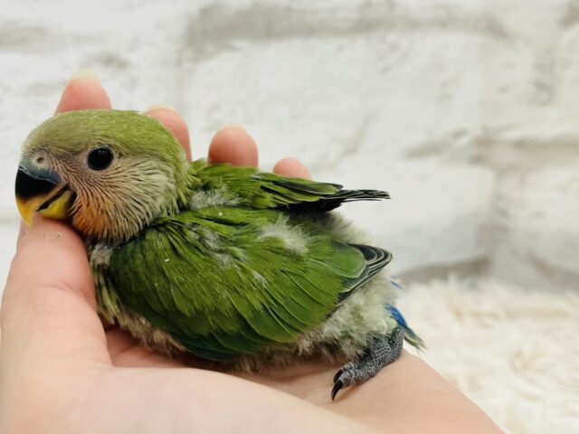 コザクラインコ（小桜インコ）