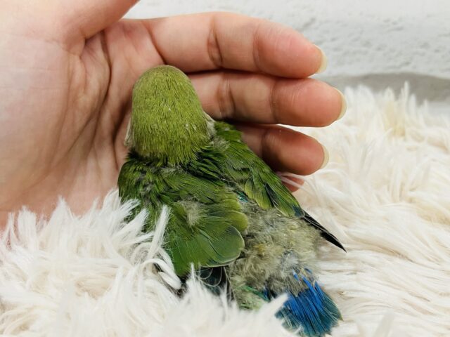 コザクラインコ（小桜インコ）