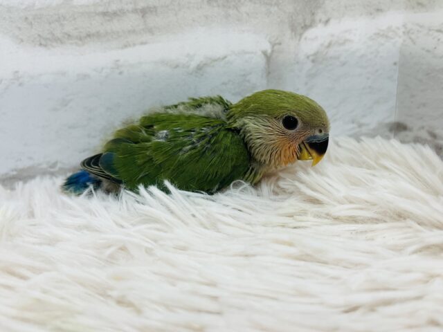 コザクラインコ（小桜インコ）