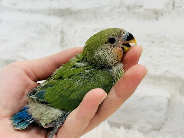 コザクラインコ（小桜インコ）