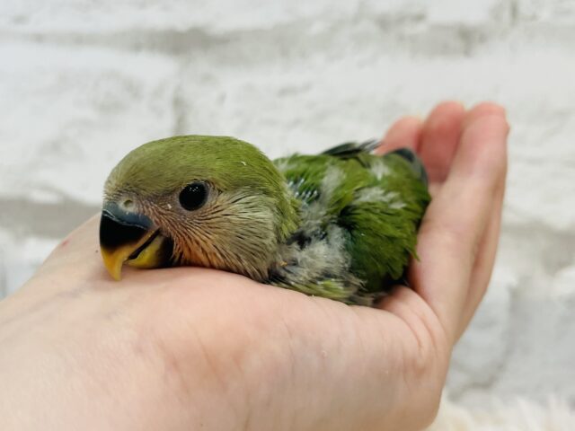 コザクラインコ（小桜インコ）