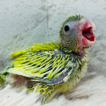 えだまめちゃん🫛マメルリハ(アメリカンイエロー) 女の子 ヒナ